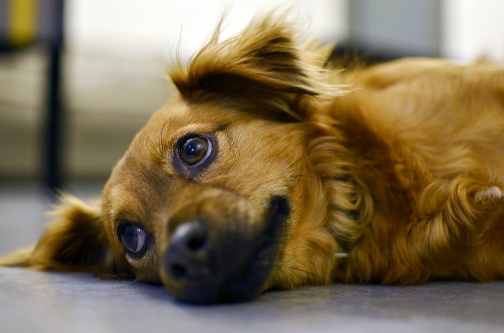 chien